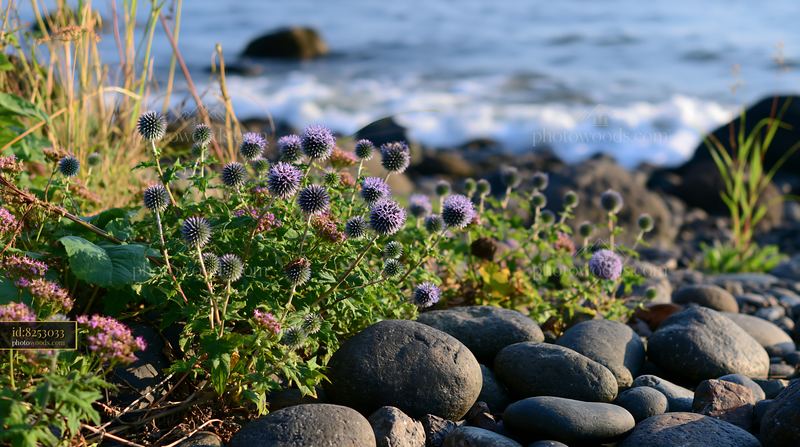 Sea holly flowers growing by the coast with rocks and water