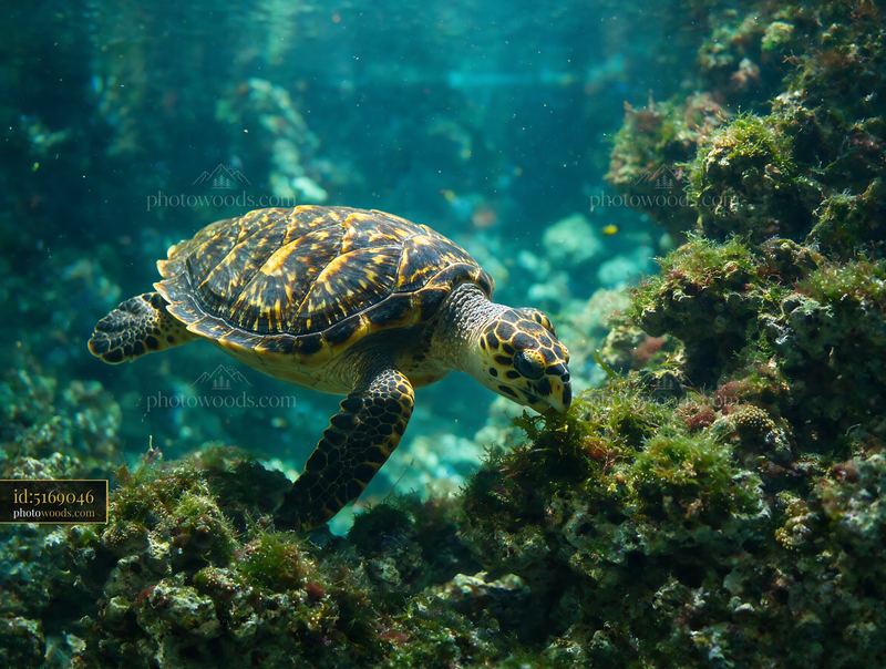 Sea Turtle Feeding Underwater in Aquarium