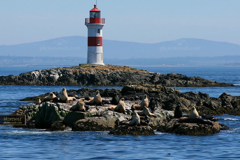 Lighthouse near seals on rocks with clear blue water