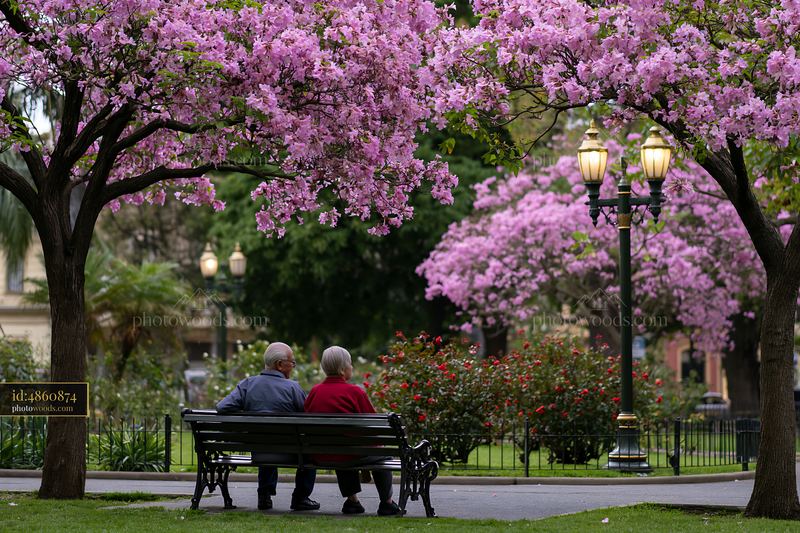 Colorful flowering trees in a public square offer a lovely view