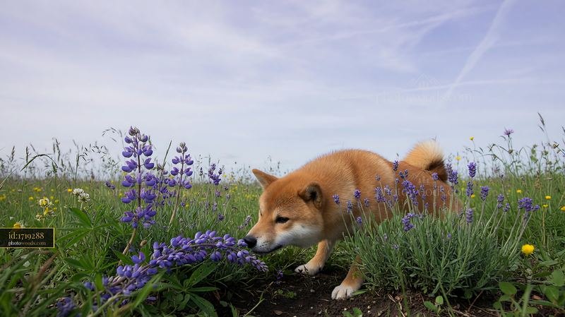 Shiba Inu Sniffing Purple Flowers in a Spring Meadow