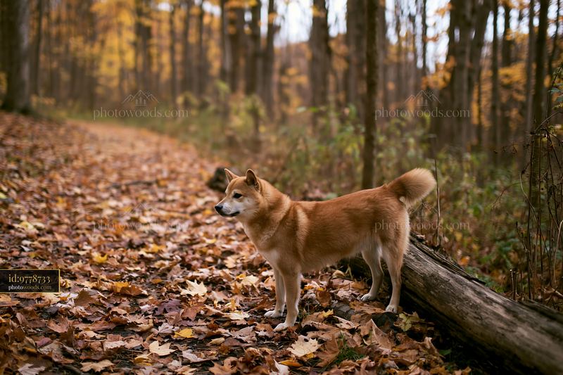 Shiba Inu Standing Beside a Fallen Log on a Forest Trail