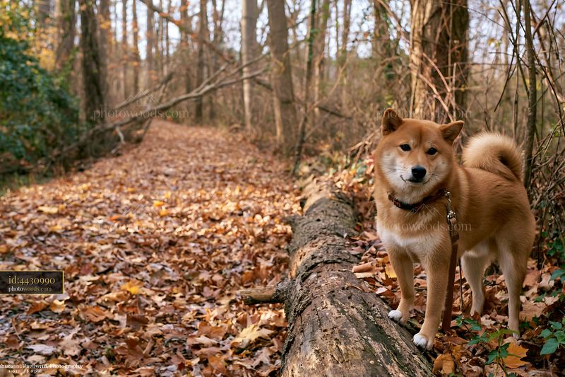 Shiba Inu beside a fallen log on a forest trail