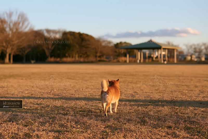 Shiba Inu Walking Toward a Park Pavilion