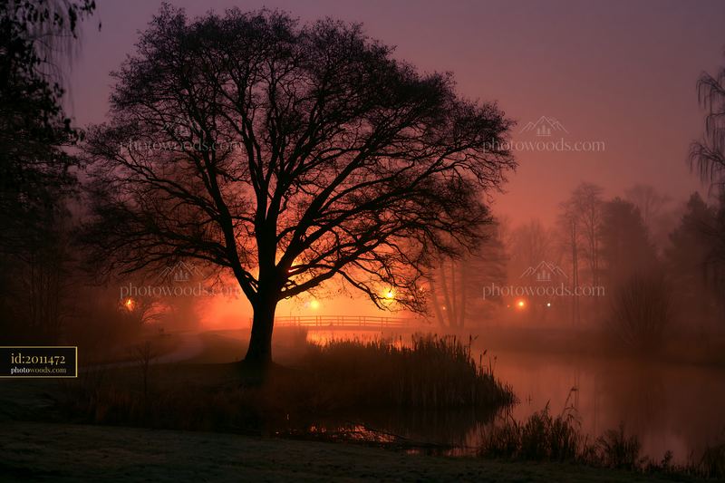 Solitary tree beside a misty lake at dusk