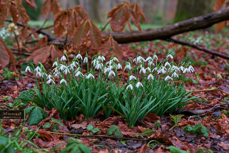 Snowdrop flowers found in a forest with fallen leaves