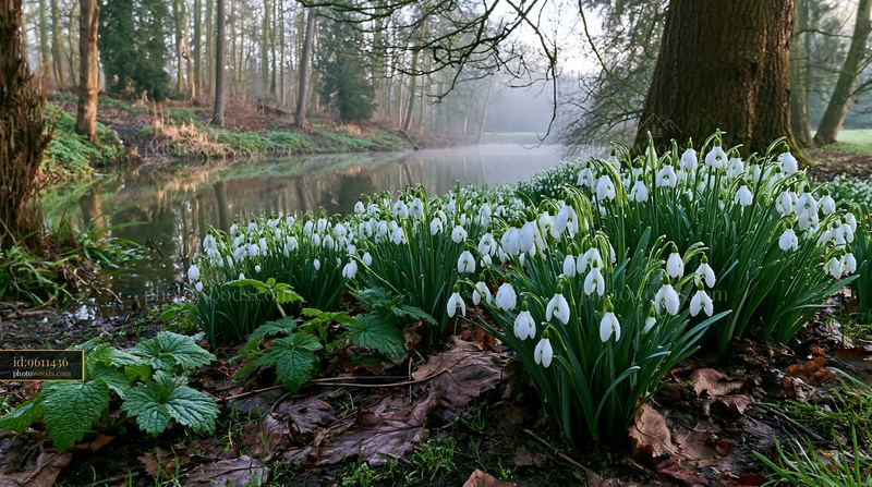 Snowdrop flowers beneath trees near a calm river in early spring