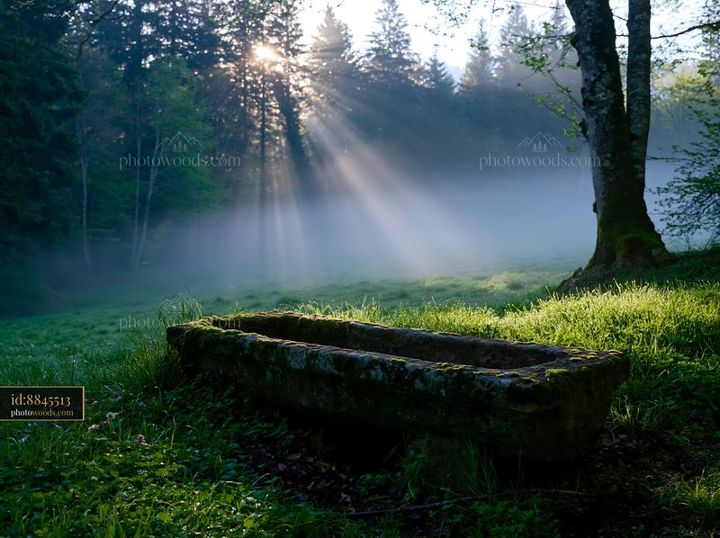 Sunbeams over a misty meadow with a stone trough and trees