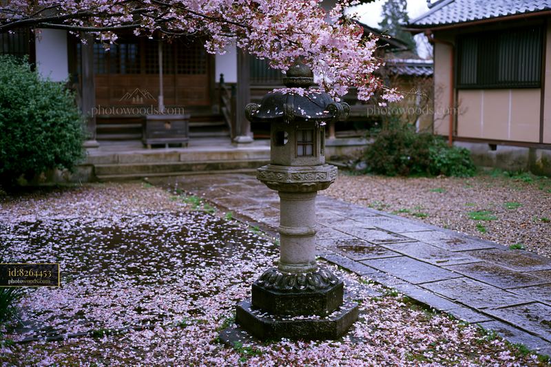 Cherry blossoms and stone lantern in a traditional Japanese temple