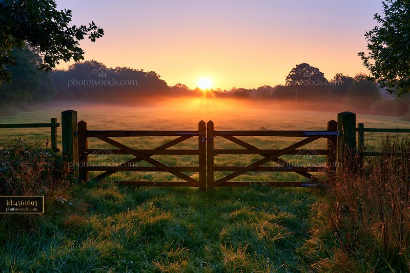 Sunbeams break through mist over an open meadow at sunrise