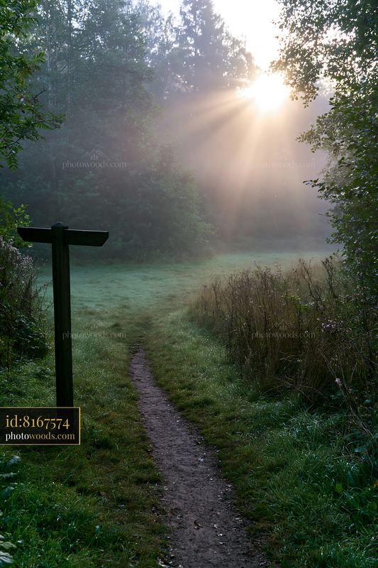 Sunbeams shining over a misty meadow at dawn