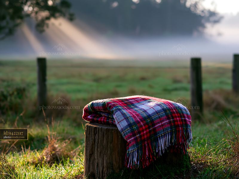 Sunbeams over a misty meadow with a blanket on a tree stump