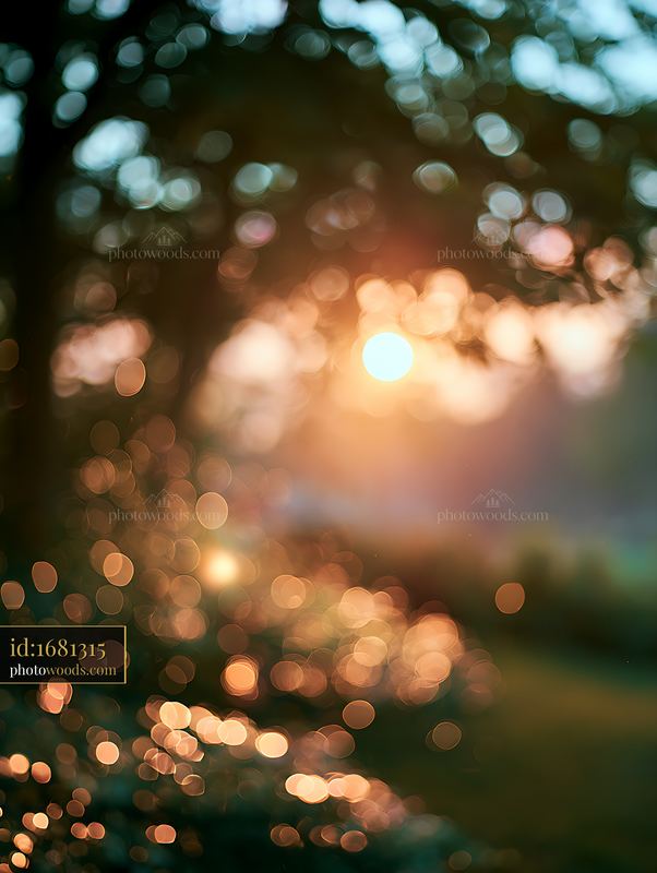 Bokeh effect with sunset through trees in a natural setting