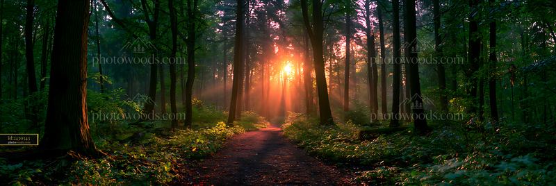 Sunlight filters through trees in a forest path at sunset