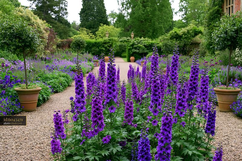 Vibrant delphinium flower border in a garden setting