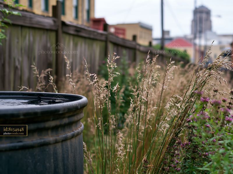 Urban meadow among buildings with tall grass and water feature
