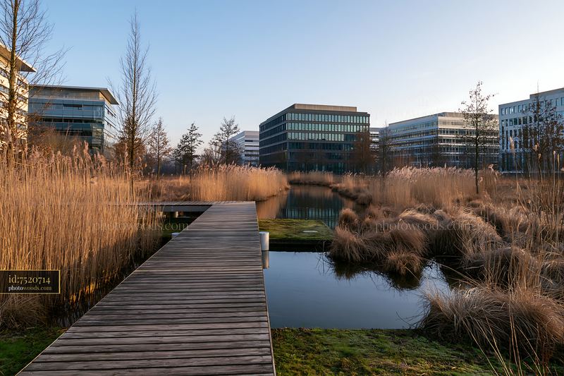 Urban meadow among buildings with water and wooden pathway