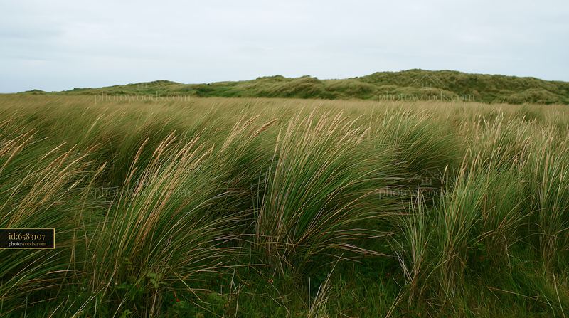 Wind blowing through tall meadow grass on a cloudy day