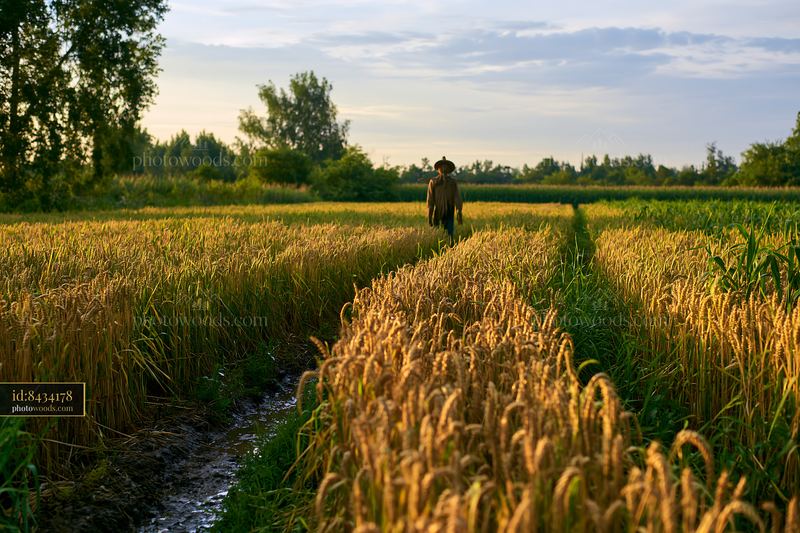 Scarecrow stands in agricultural landscape with crops and fields