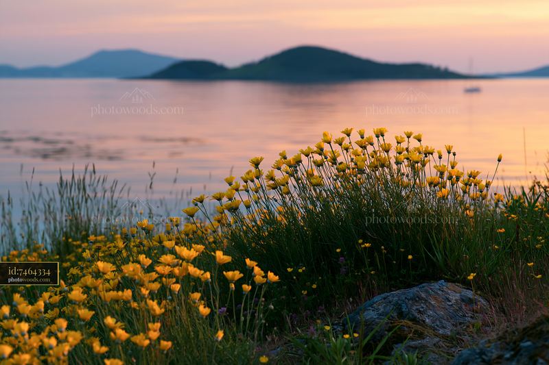 Island with flowers at sunset by the water