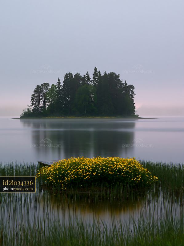 Island covered with buttercups on a calm lake in the morning