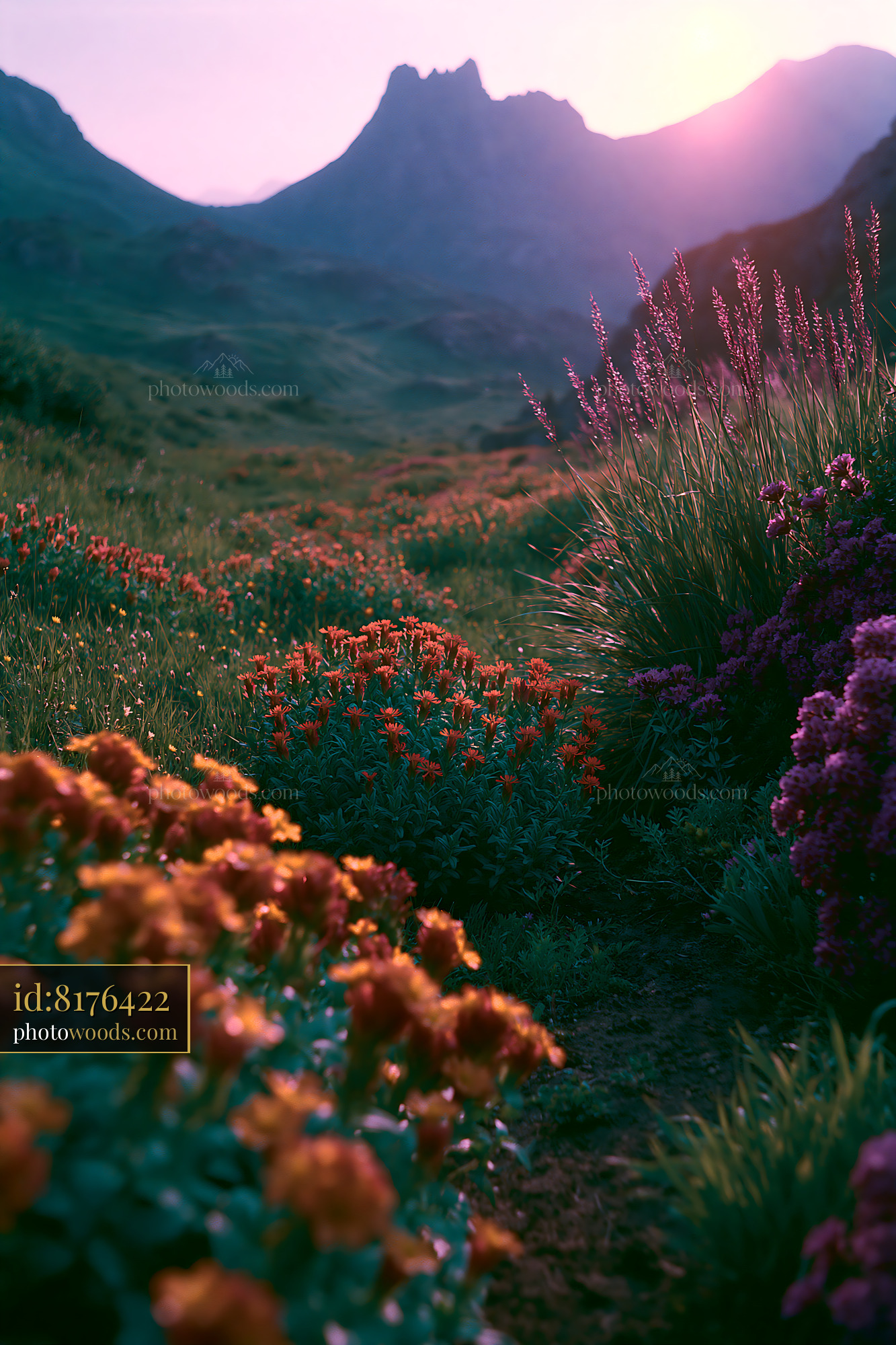 Thistle Blooming in the Alpine Meadow at Sunset