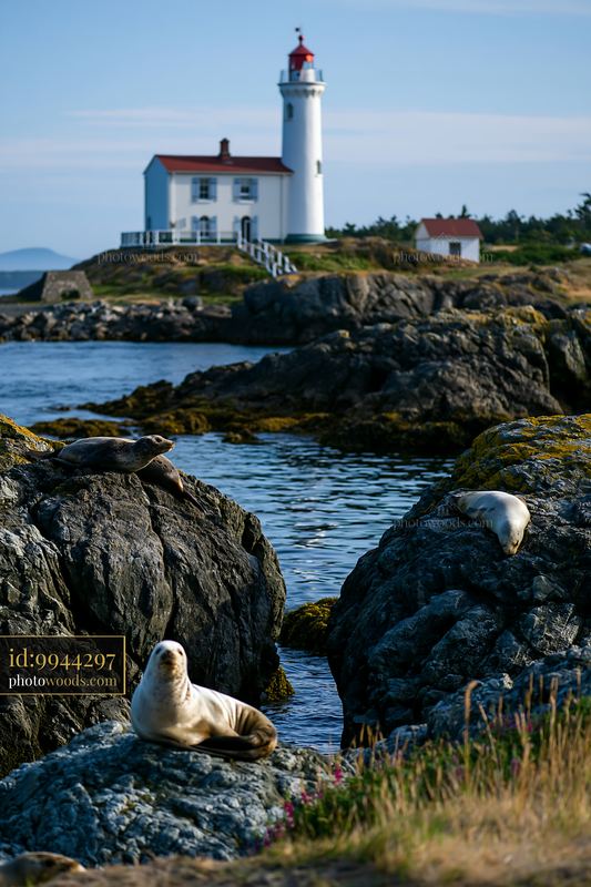 Harbor seals resting on rocky shore near a coastal lighthouse