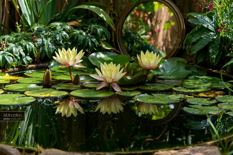 Water lilies bloom in a small garden pond with mirror reflections