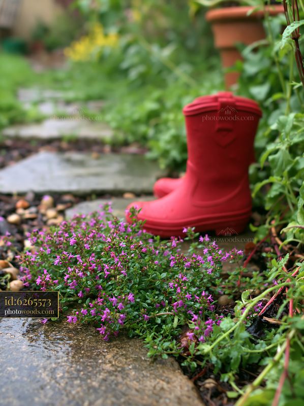 Thyme flowers between stones with red rubber boots nearby