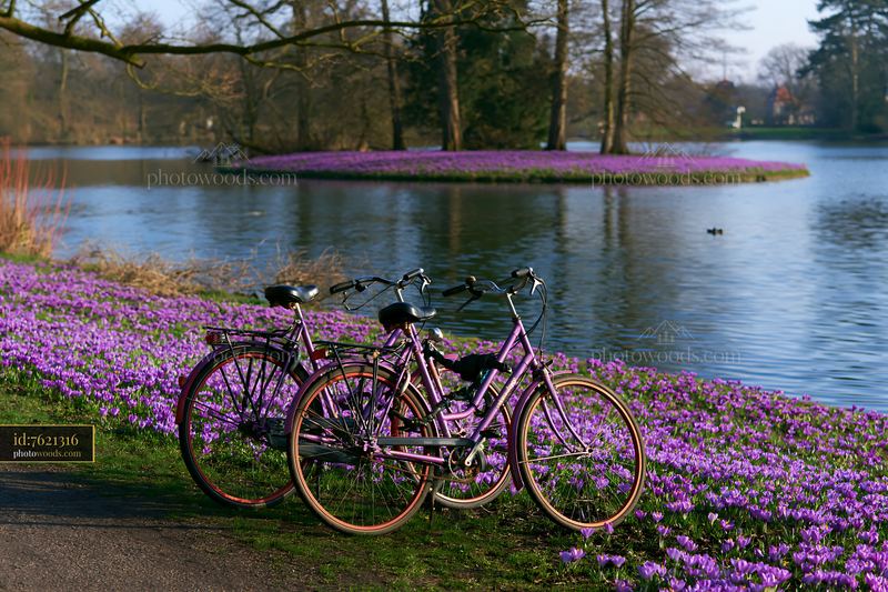 Island covered with crocuses and bicycles by the water