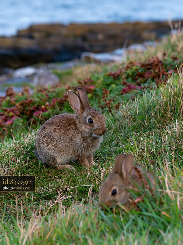Two rabbits in a coastal meadow by rocky shore