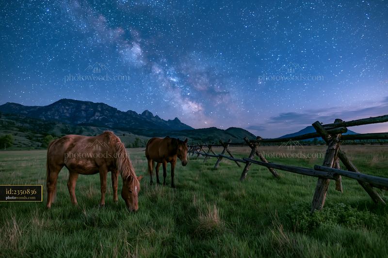 Horses grazing under the night sky with visible constellations