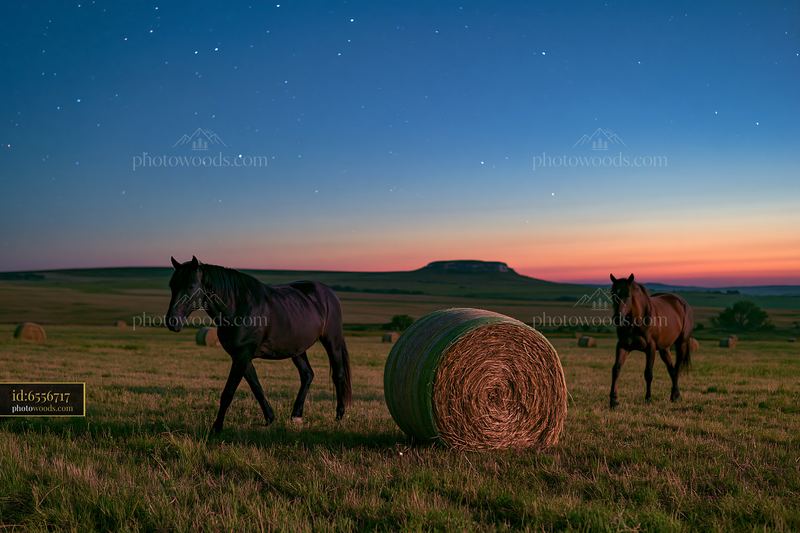 Horses crossing a field beneath stars at dusk