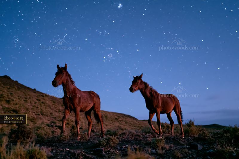 Free roaming horses under starlight in a night sky