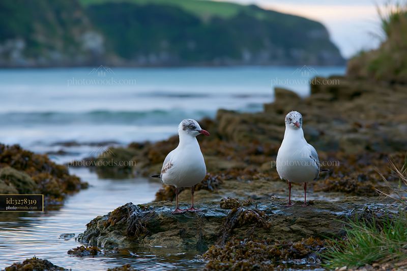 Coastline with exposed rocks and seagulls near water