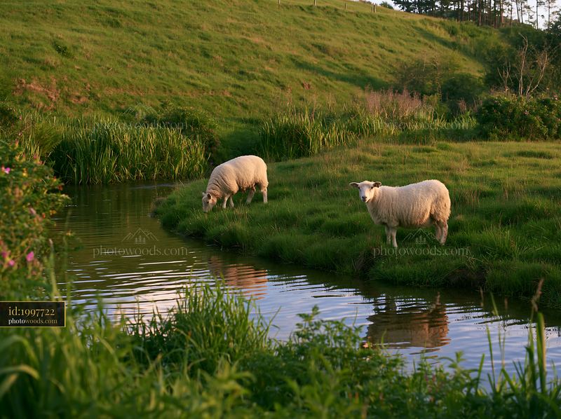 Sheep grazing on meadow hillside near a pond