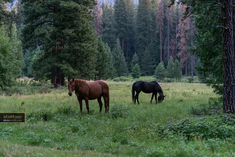 Wild horses grazing near pine forest in a natural setting