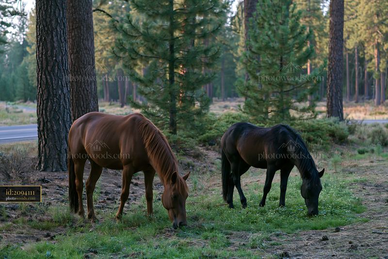 Wild horses grazing near pine forest in natural setting