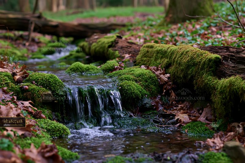 Forest brook with miniature waterfall surrounded by moss and leaves