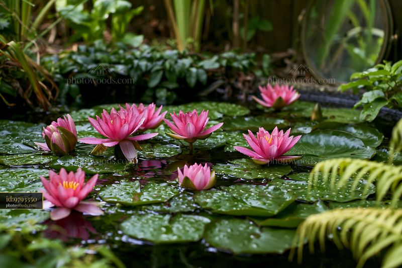 Water lilies bloom in a small garden pond surrounded by greenery