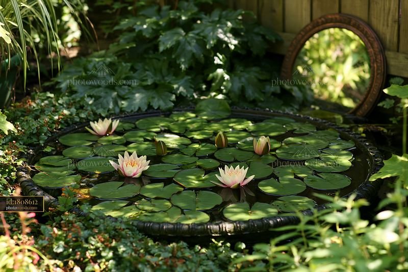 Water lilies in a small garden pond surrounded by green foliage