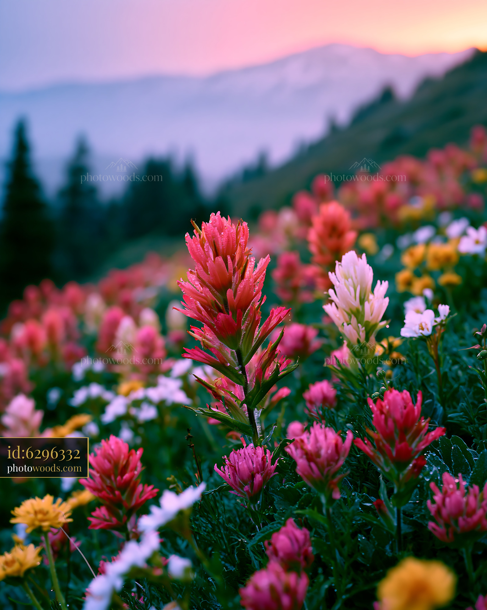 Knapweed Blooming in an Alpine Meadow at Sunset