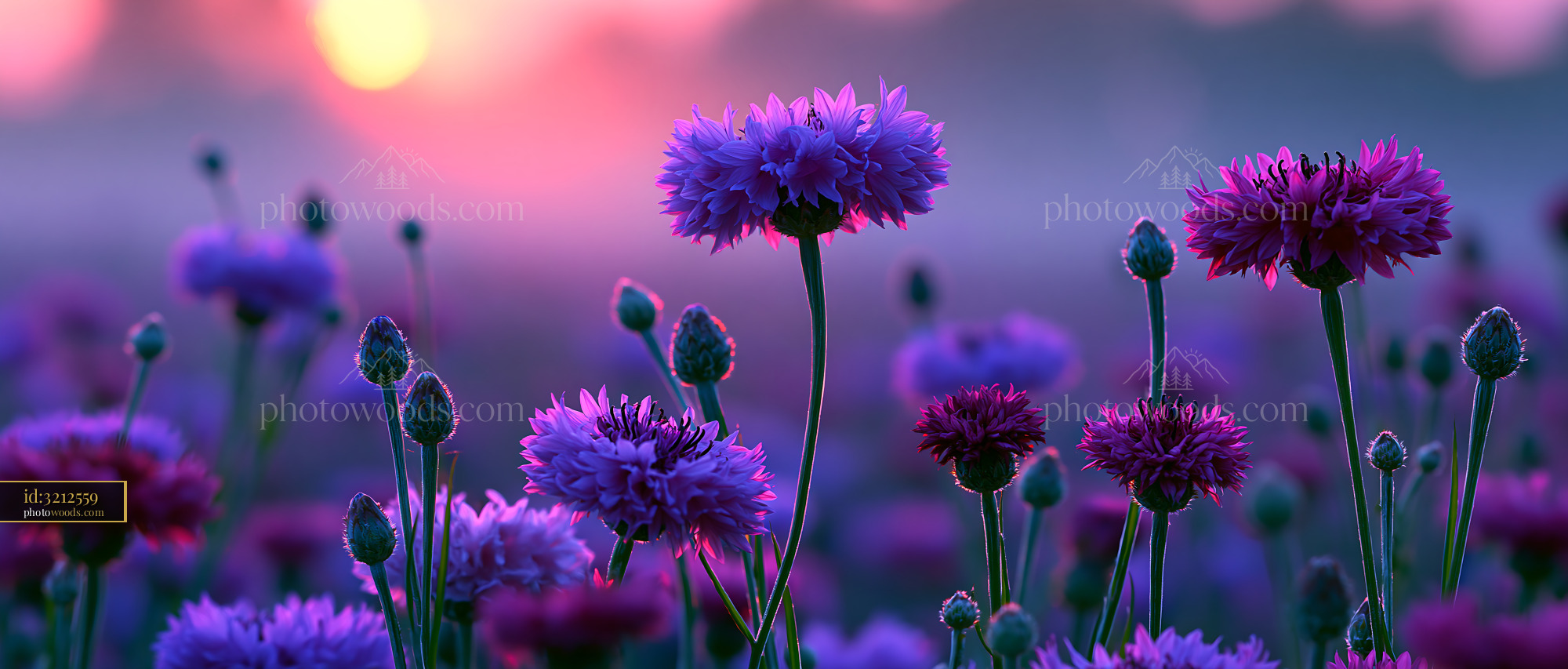Flowers Bloom in a Field During Sunset With Colorful Skies