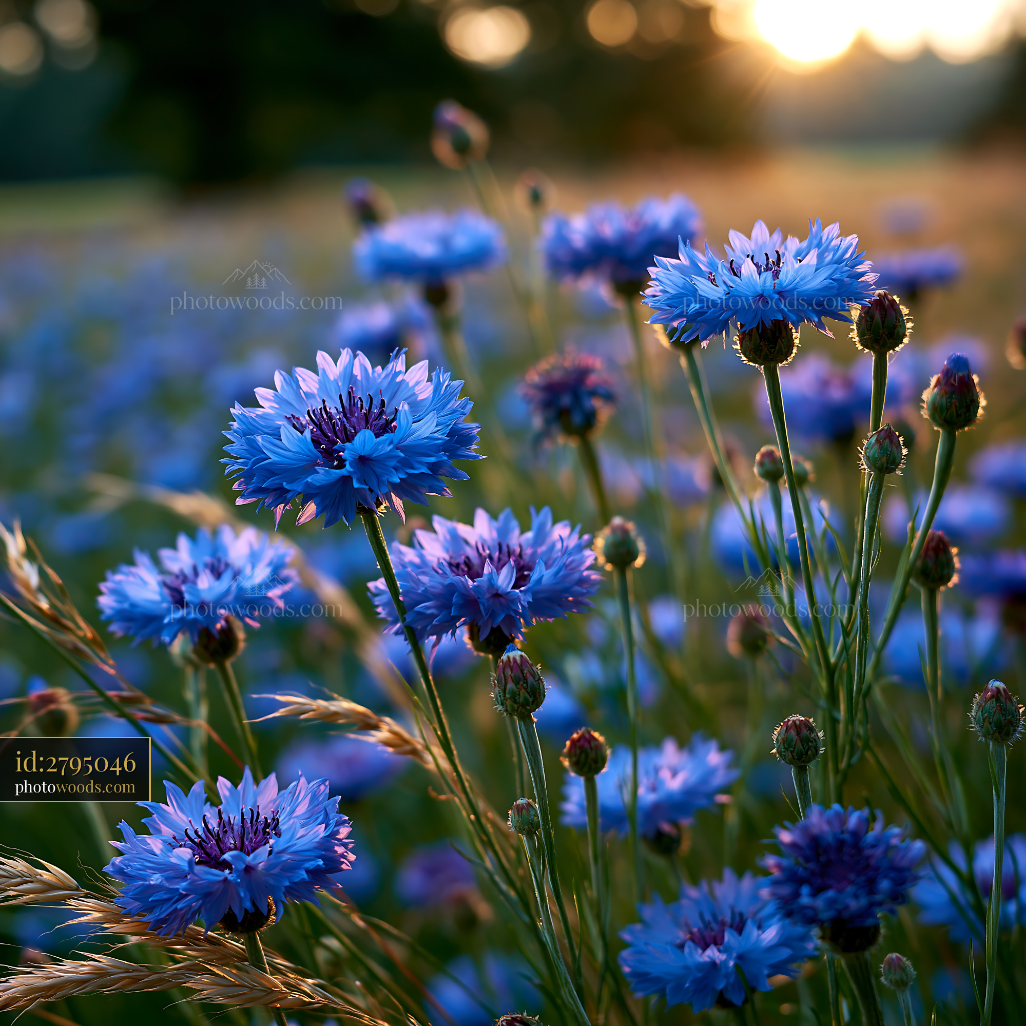 Blue Flowers Bloom in a Field During Sunset