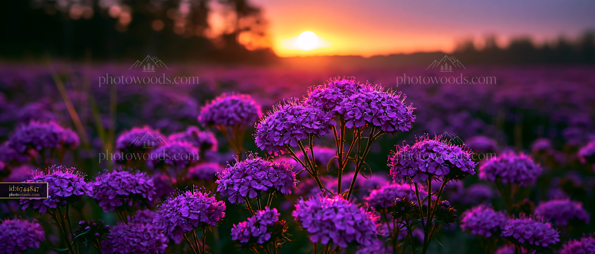 Purple Flowers Stand Tall in a Field During Sunset Glow