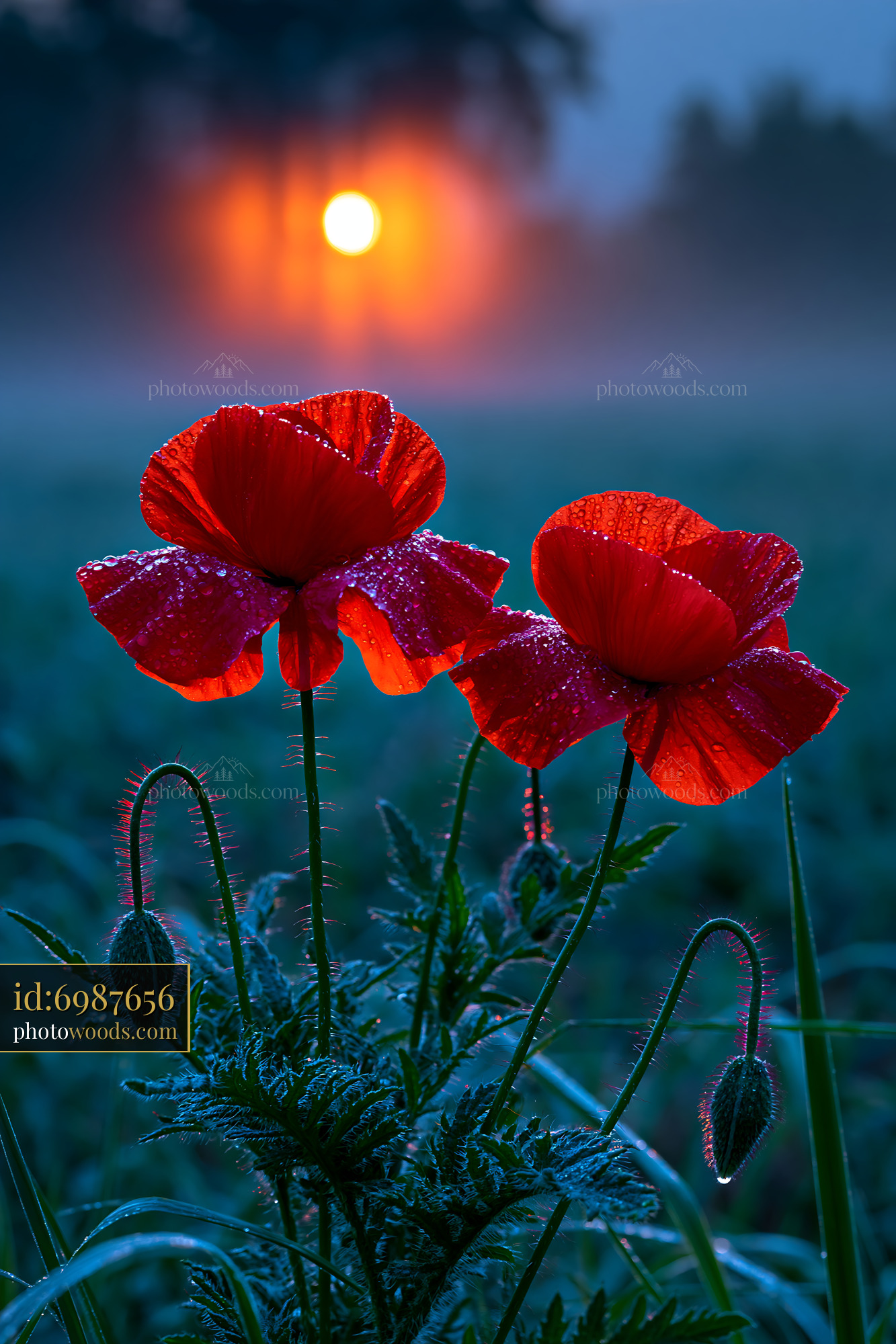 Red Flowers Stand in Field During Sunset With Mist