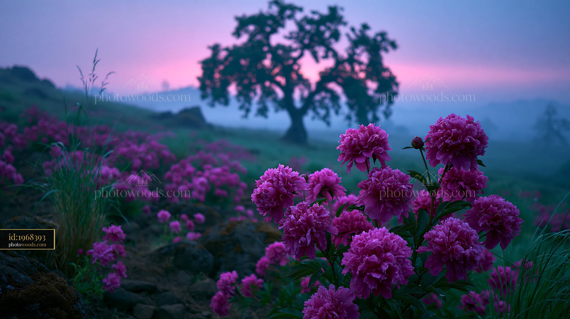Wild Peonies Blooming at Dusk on a Stony Slope