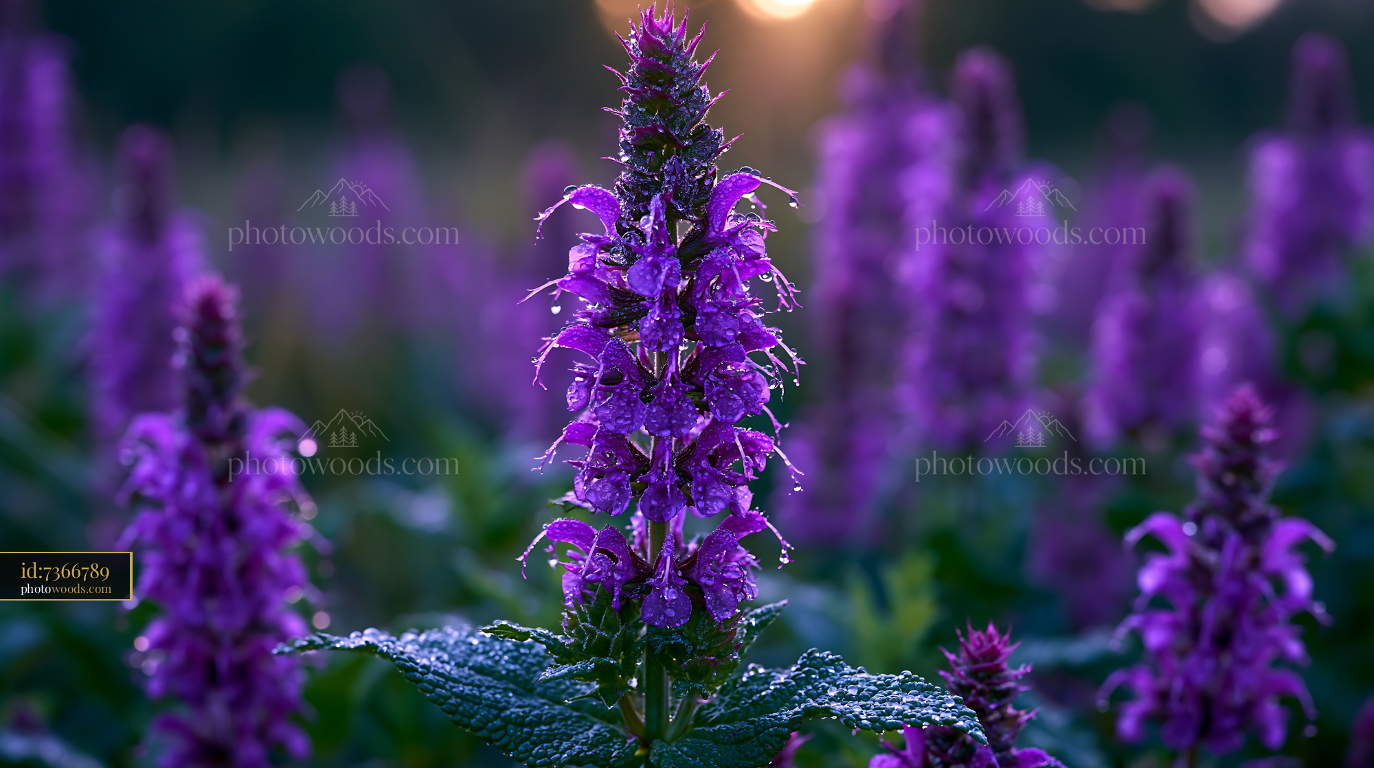 Meadow Sage Flowers Blooming in Morning Light