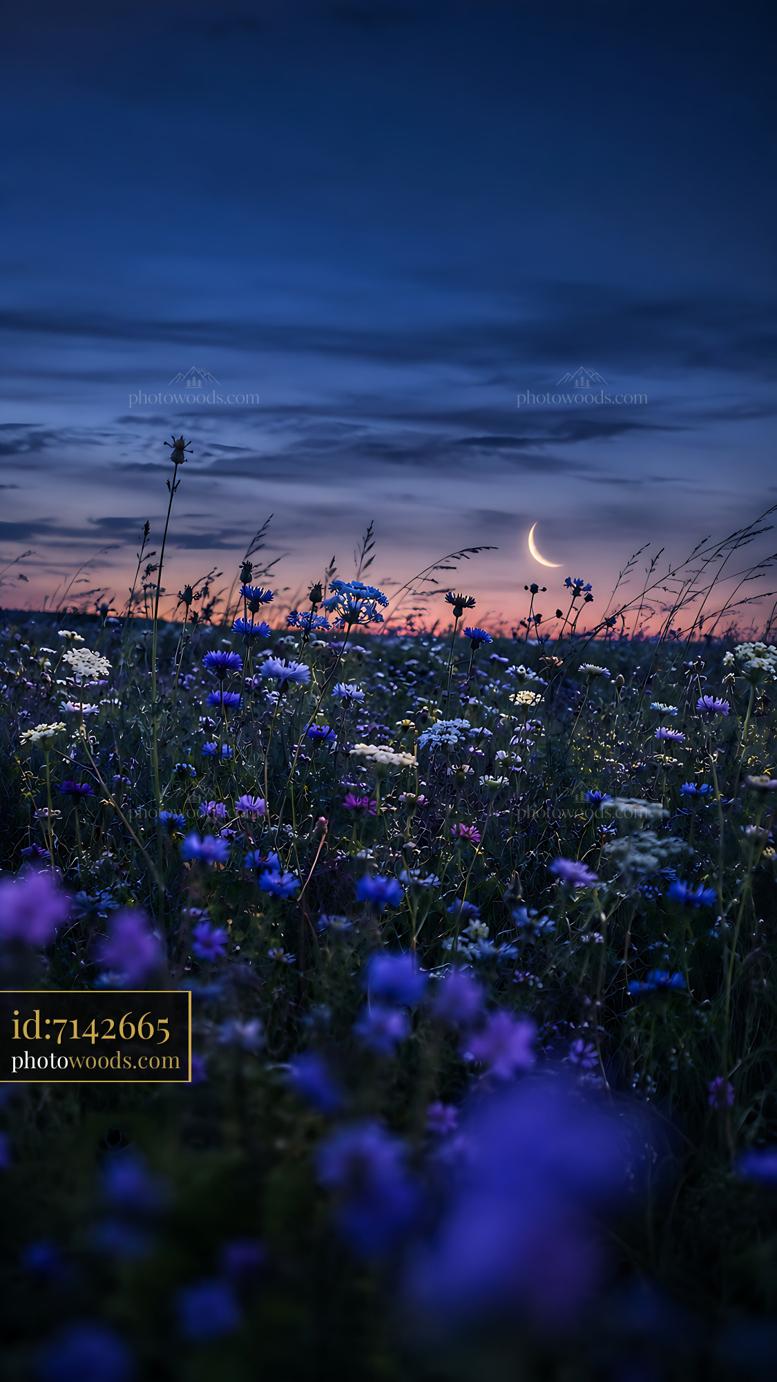 Wildflowers Bloom Under a Crescent Moon at Dusk in the Meadow