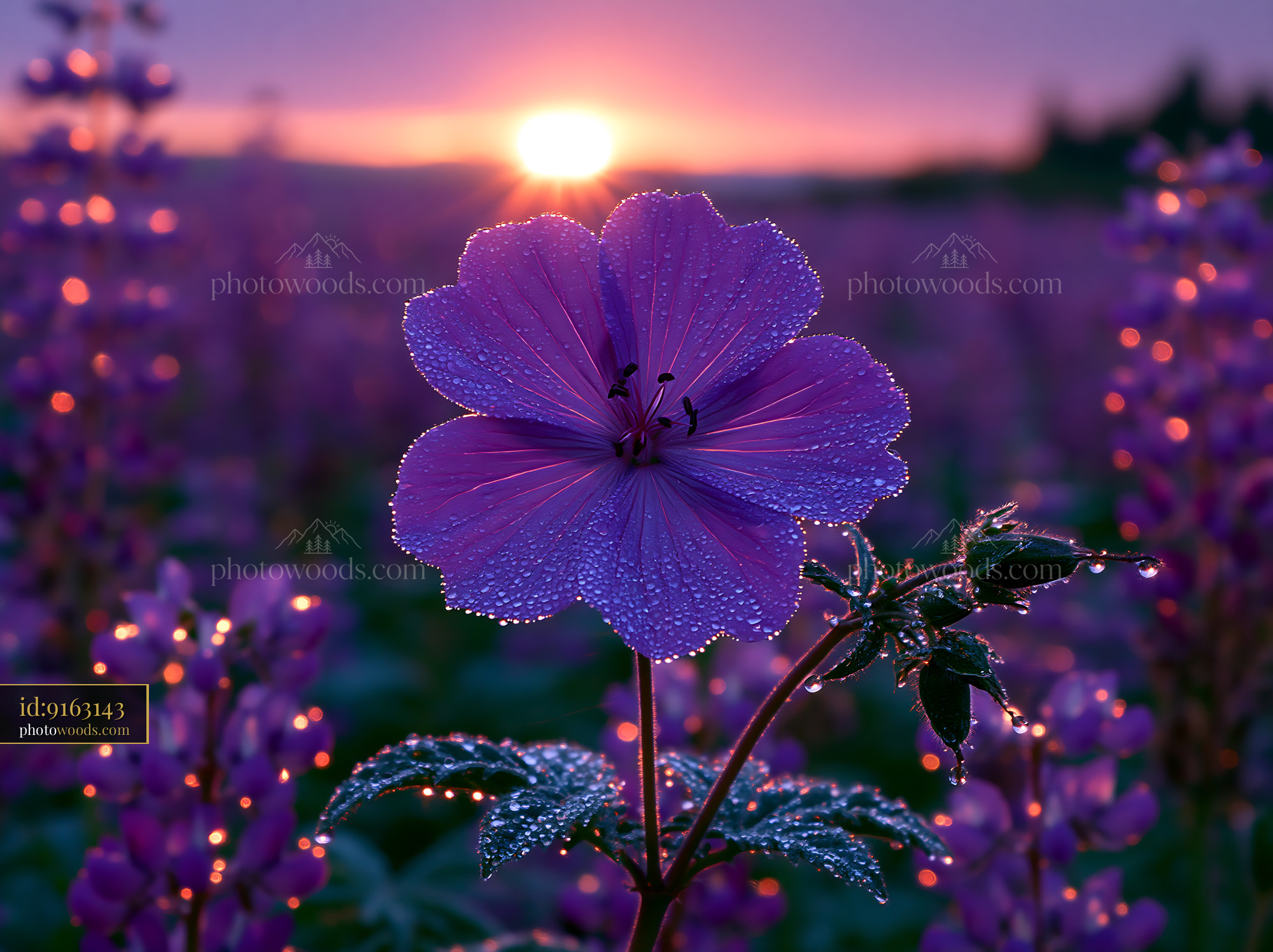 Flower Blooms in Field at Sunset With Dew Drops on Petals